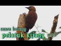 Download Lagu SUARA BURUNG PELATUK KIJANG AUDIO BERSIH COCOK BUAT MASTERAN