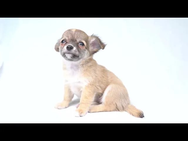 動画