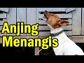 Download Lagu Sungguh Ajaib: Anjing yang Bisa Menangis dan Meratap | What a Miracle: A Crying Dog