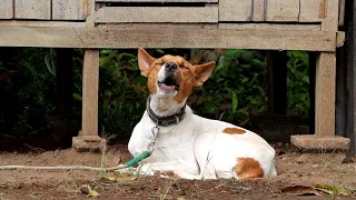 Download Suara Anjing Menangis dan Meratap | A Dog is Crying and Howling MP3
