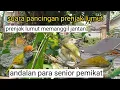 Download Lagu suara pancingan burung prenjak lumut betina memanggil jantan