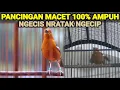 Download Lagu PANCINGAN ANIS MERAH MACET DENGAN SUARA NGECIS NRATAK KERAS 100% AMPUH BUAT CAS DAN TERAPI MACET