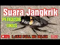 Download Lagu Suara Jangkrik 1 Jam Full No Iklan