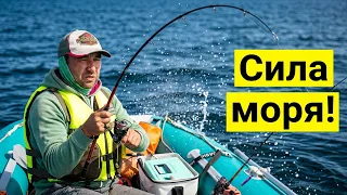 Сахалинская кета! Здоровенный лосось прямо из моря!