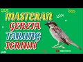 Download Lagu Masteran Gereja Tarung Jernih  - Man Kicau