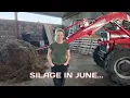 Download Lagu FEEDING BALES OF SILAGE IN JUNE