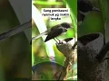 Download Lagu Burung kipasan sang pembasmi nyamuk #shorts #burung