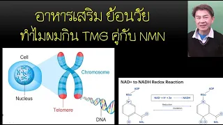 ไตรเมทัลไกลซีน (TMG) มีประโยชน์ต่อร่างกายอย่างไรบ้าง?