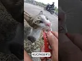 Lucu banget tingkahnya, setiap di suapin kakinya di ankat 1 kenapa ya 😄 #viral #video #viralshorts