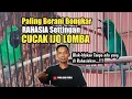 Download Lagu Bongkar SETTINGAN CUCAK IJO‼️tak ada yang di Rahasiakan