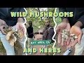 Where To Get Wild Mushrooms and Herbs in the Bay Area Ft Rob Lopez VICTOR BOWMAN VLOG 2
