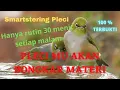 Download Lagu Suara Terapi Pleci smartsmastering biar pleci bongkar materi isian