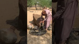 قال الجمل إذا وضع آمالي س أجلس في الطريق Shortfeed Viralvideo Short Comedyeffect Trendi 