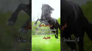 لا تسقط الخيول لاه عند موتها اكسبلور خيل الخيل 