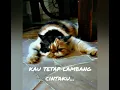 Download Lagu Isabella 98 amy search saleem jamal zamani