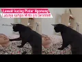 Download Lagu ASLI BIKIN NGAKAK! Bisa bisanya Kucing Curhat minta ijin ke Emak sebelum Ribut/kompilasi kucing lucu