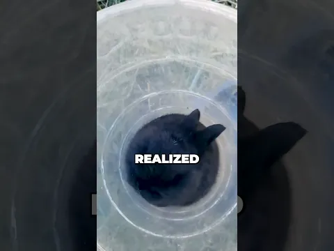 What She Found in the Food Bowl Left Her Speechless 😳🐰