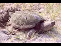 Snapping Turtle Bite Force 2020