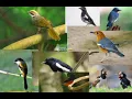 Download Lagu Mp3 pikat burung_semua jenis burung besar dan kecil