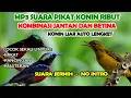Download Lagu suara pikat konin jantan dan betina ribut @Kuang_Kicau