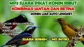 suara pikat konin jantan dan betina ribut kuang kicau