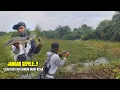 Download Lagu SPOT GABUS YANG TERTUTUP MASIH MEMBERIKAN SAMBARAN² YANG CUKUP GANAS