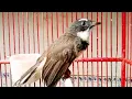 Download Lagu SUARA BURUNG SIKATAN KIPAS MUDA GACOR EMOSI MENCARI LAWAN