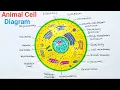 How to Draw Animal Cell With Colour Animal Cell Diagram With Colour
