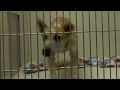 Southwest Missouri Humane Society hosts Empty the Shelters event
