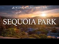 Download Lagu Sequoia National Park 4K - Scenic Relaxation Film with Calming Music