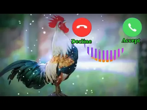 Download MP3 Cock Rooster Alarm ringtone notification Ringtone sms ringtone Message Ringtone