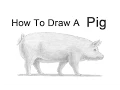 Download Lagu How to Draw a Pig