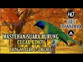 Masteran Burung Cucak Kinoy dengan Jeda 1-3 Menit - Kualitas suara Jernih