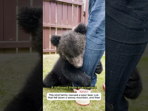 Bear Cub Rescue #bear #reunion #rescue #wildlife #animal #shorts #cute #lovestory #animalfriendship