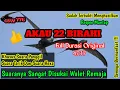 Download Lagu SP AKAU 22 BIRAHI ORIGINAL By CSW776 - SUARA WALET SUDAH TERBUKTI RESPON DISEMUA WILAYAH