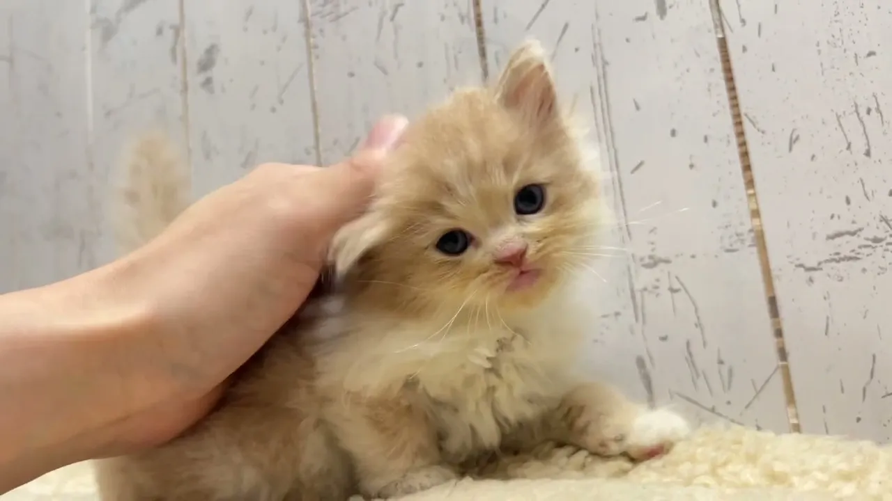 動画