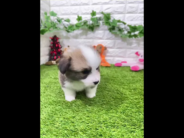 動画