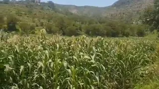 جنحت واجناحي  الفنان ايوب طارش عبسي دندنها