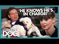Download This Possessive Poodle Controls the Entire House | It's Me or the Dog mp4 3gp mp3 videos - waplic