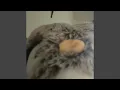 HARDCORE SEX Sped Up Reverb