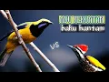 Download Lagu CUCAK CUNGKOK vs PELATUK adu tembakan||masteran tembakan kasaran