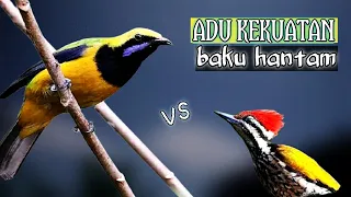 cucak cungkok vs pelatuk adu tembakan masteran tembakan kasaran