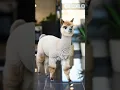 Download Lagu 🦙💅 Tiny Llama Gets Luxury Manicure Glow! ✨#FunnyBabyBoo#CuteAnimals#UKShorts#ViralPets#AnimalGlowUp MP3