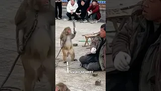 This Monkey Is Very Angry Animals 
