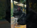 Download Lagu Cinematic kucing