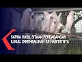 Download Lagu Satwa Hasil Sitaan Perdagangan Ilegal Dikembalikan Ke Habitanya