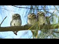 Download Lagu Burung Hantu di Leuser Sumatera