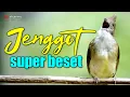 Lagu MASTERAN CUCAK JENGGOT GACOR FUL MBESET