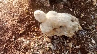 اشارات الضفدع من أغنى العلامات التكنزية تفسير تحليل Treasure تنقيب بحث البحث عن الكنوز البحت 