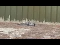 Beetleweight Vertical Spinner Testing